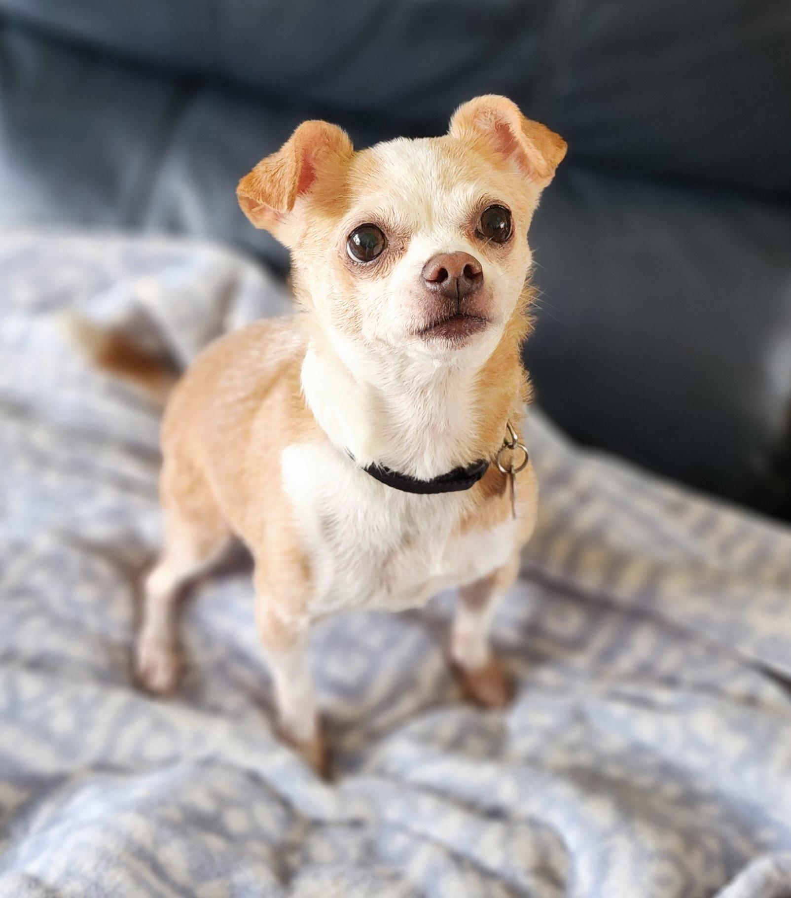 Enlarge Sandy, a Adoptable mixed breed in Lisbon, IA image 3/6
