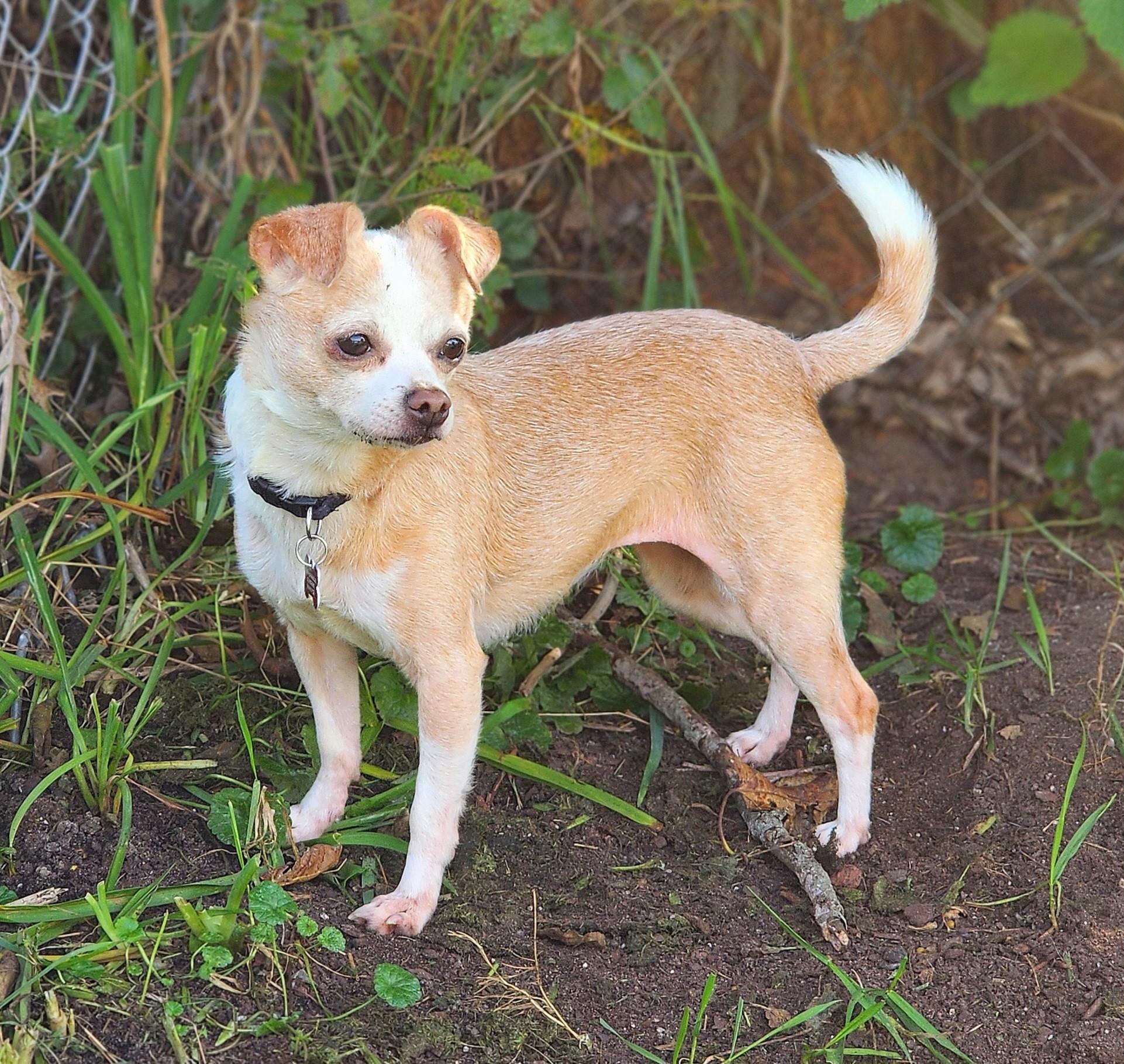 Enlarge Sandy, a Adoptable mixed breed in Lisbon, IA image 2/6