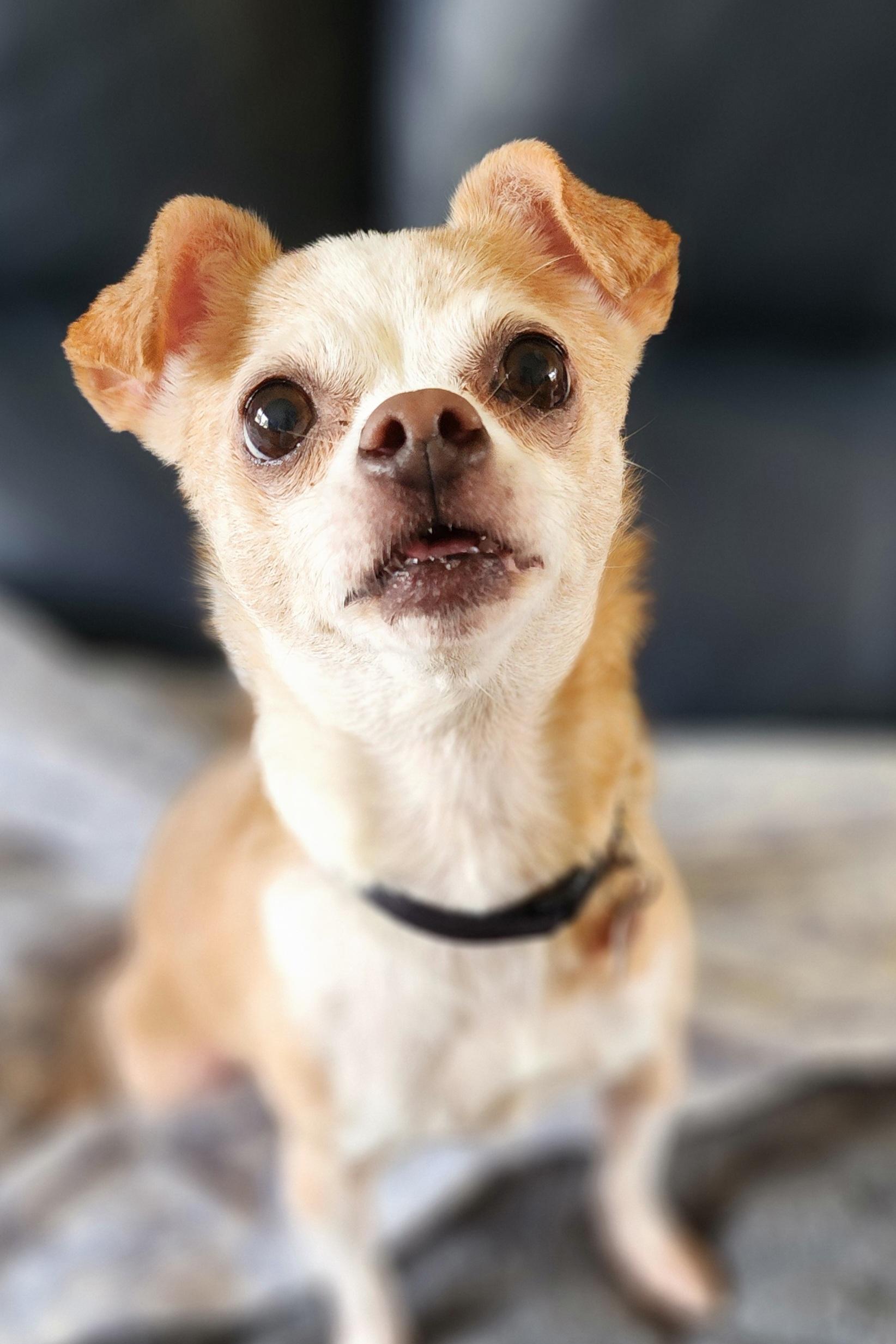 Enlarge Sandy, a Adoptable mixed breed in Lisbon, IA image 5/6
