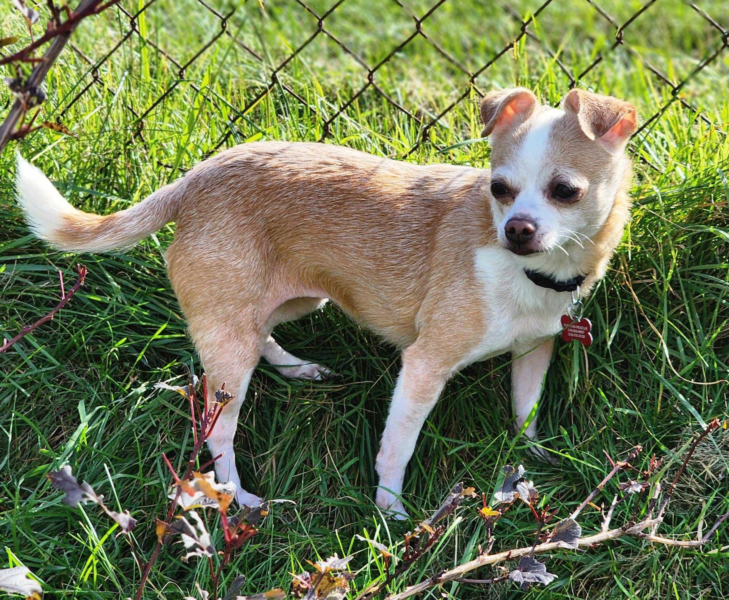 Enlarge Sandy, a Adoptable mixed breed in Lisbon, IA image 4/6
