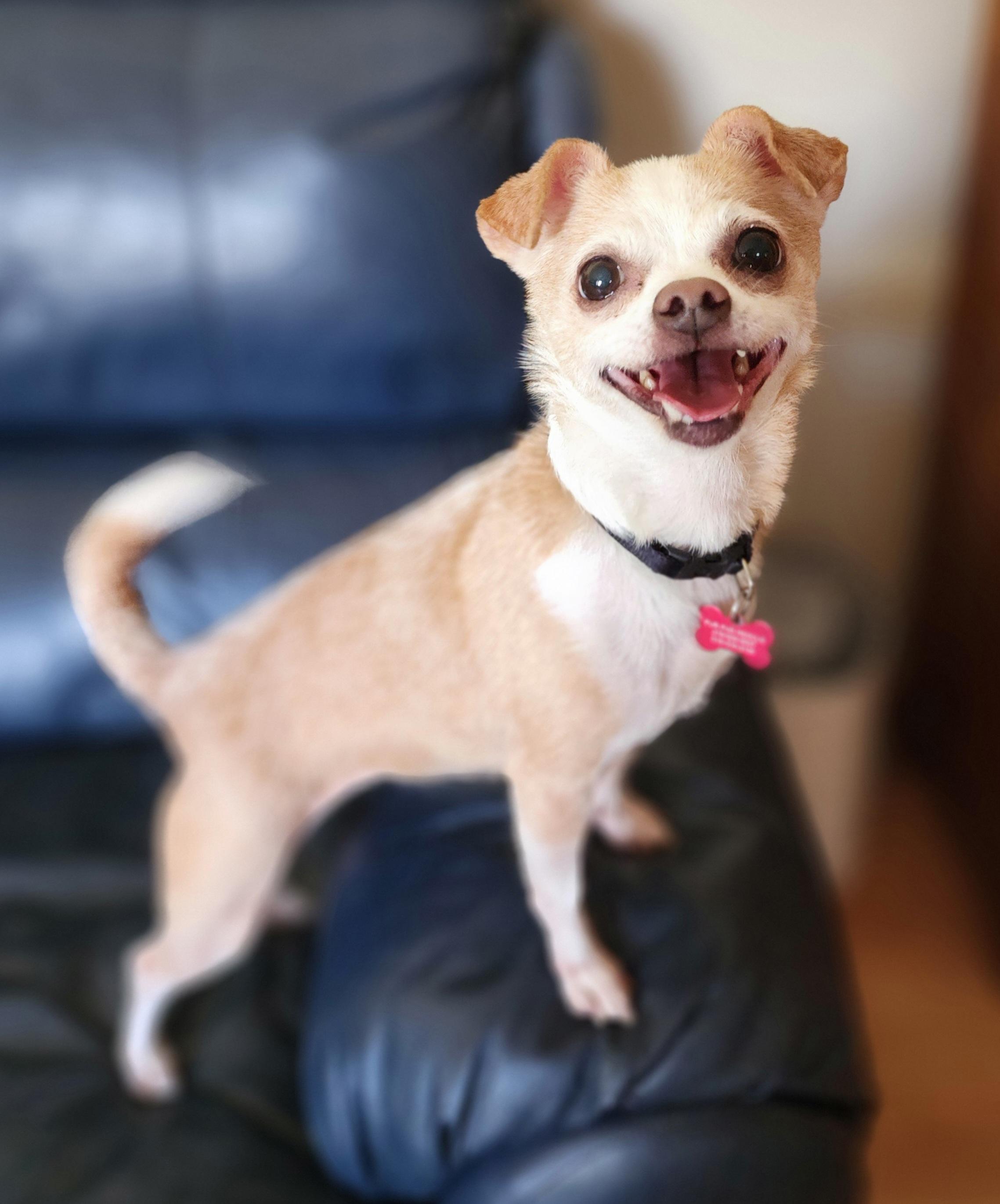 Sandy, Adoptable, Senior Female Chihuahua.