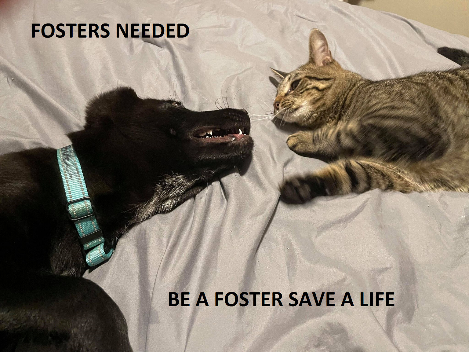 ~FOSTERS NEEDED, Adoptable, Young Male German Shepherd Dog.