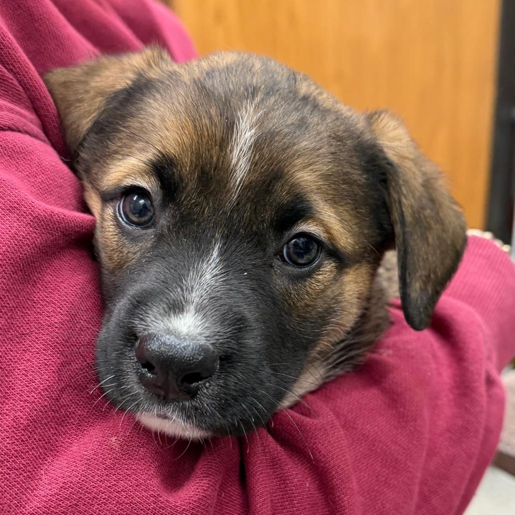 Licky Charms, Adoptable, Puppy Female Mixed Breed.