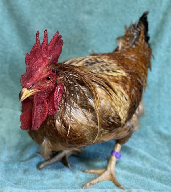 Enlarge Norris, a Adoptable mixed breed in Monterey, CA image 1/1