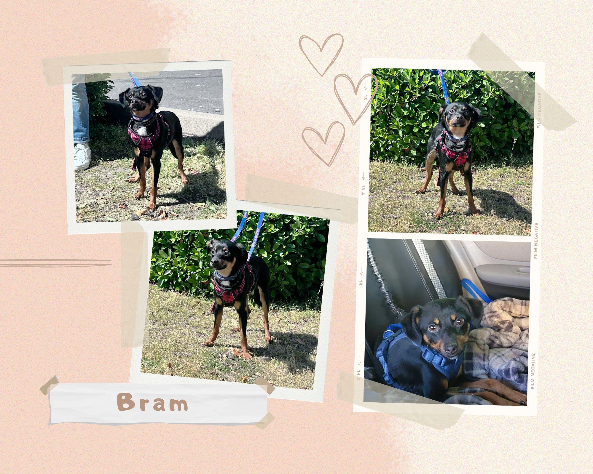 Bram, a ADOPTABLE mixed breed in Yuba City, CA image 4/4