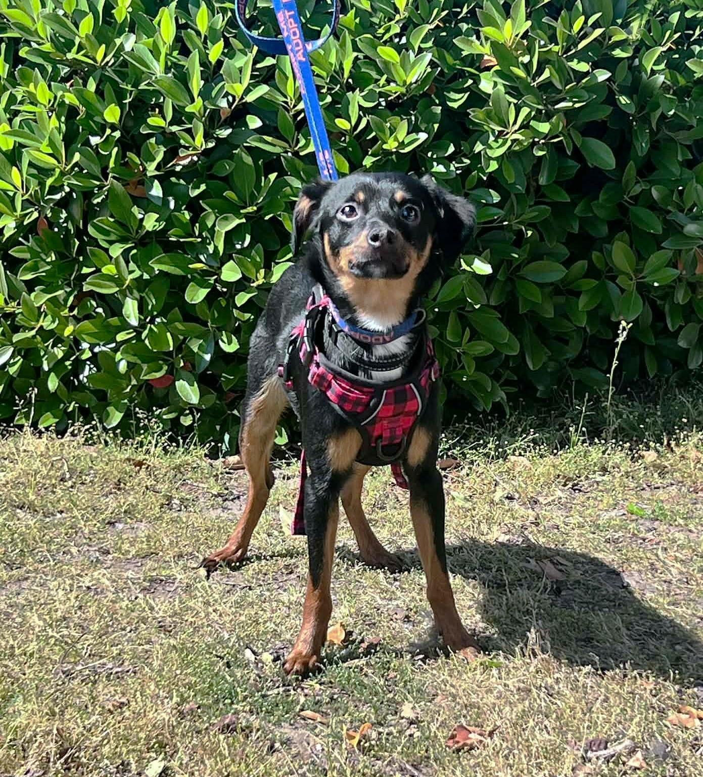 Bram, a ADOPTABLE mixed breed in Yuba City, CA image 3/4