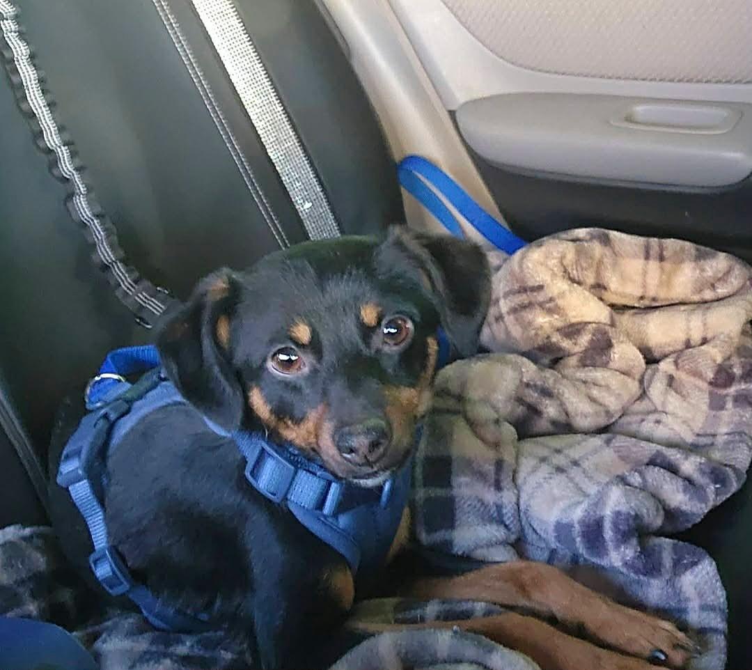 Bram, a ADOPTABLE mixed breed in Yuba City, CA image 2/4