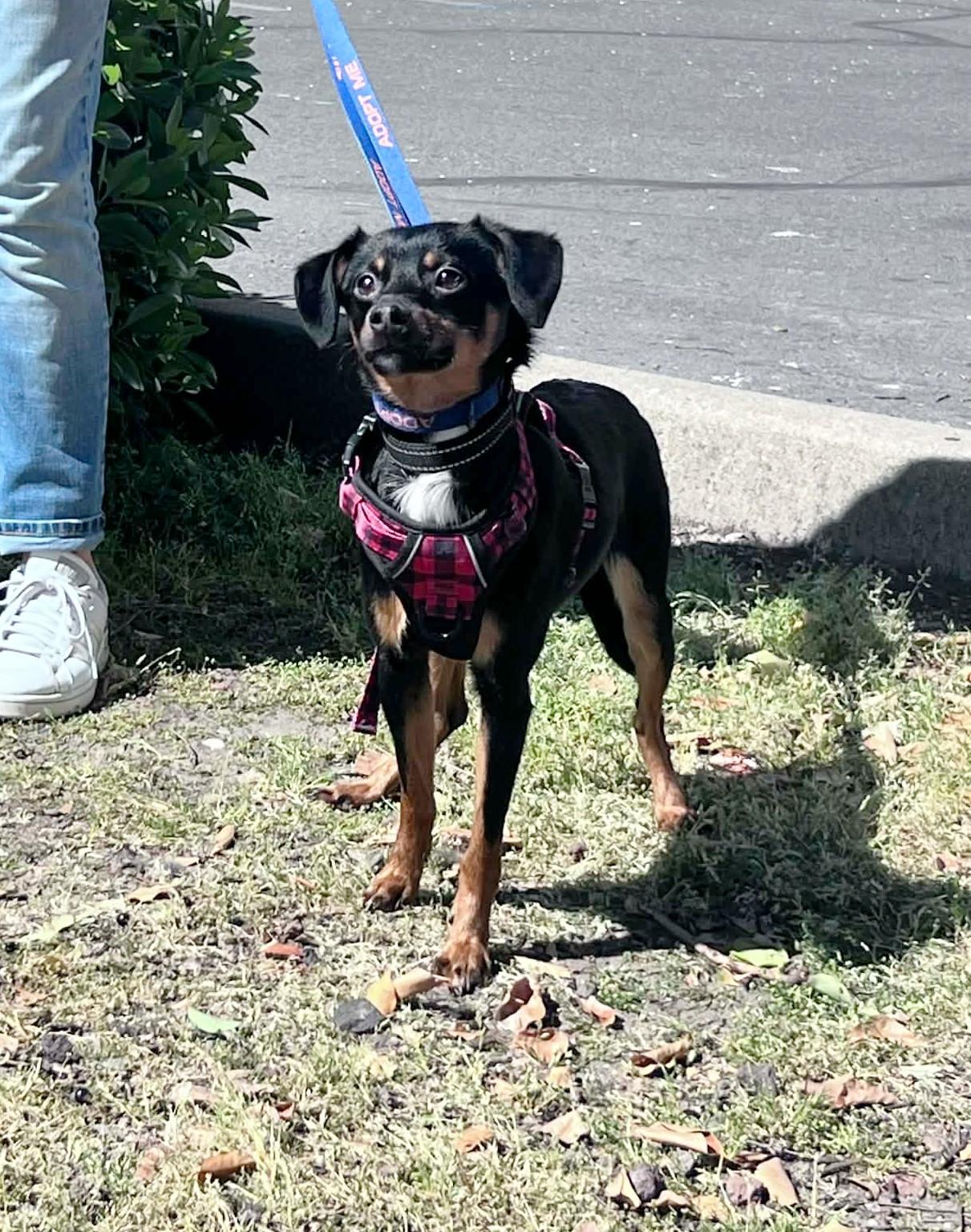 Bram, ADOPTABLE, Young Male Chihuahua.