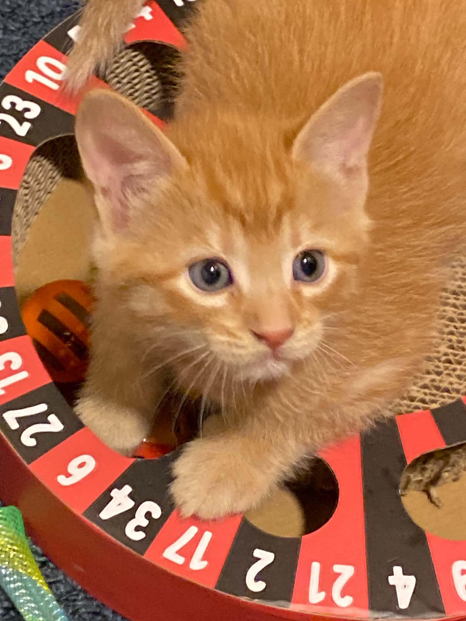 Canelle, ADOPTABLE, Kitten Male Tabby & Domestic Short Hair.