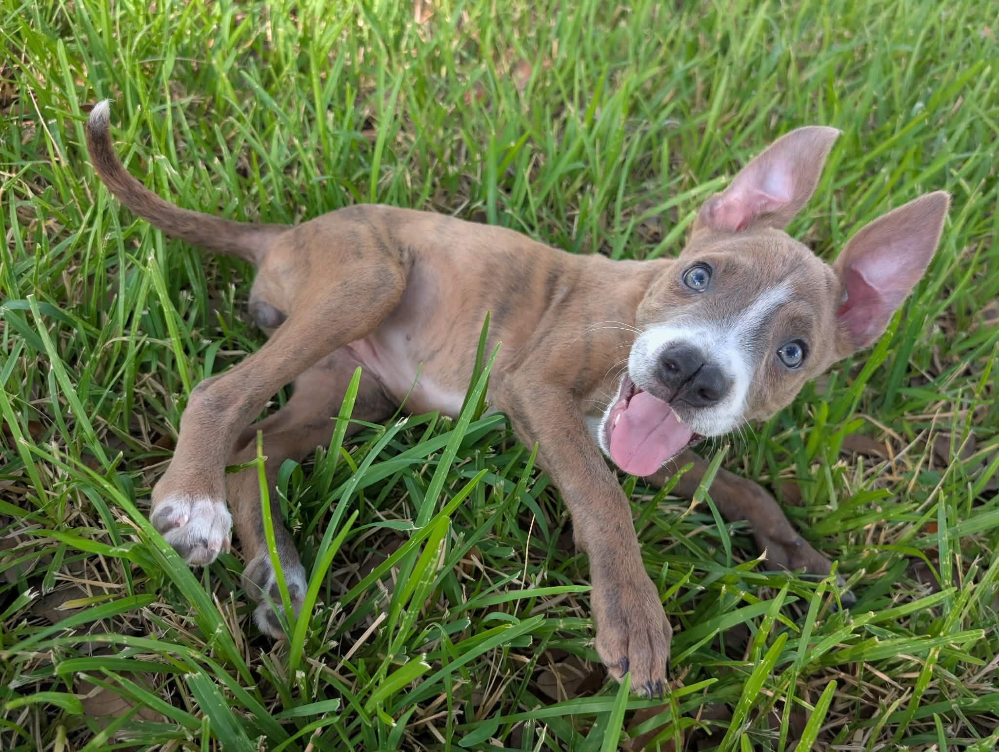 Wiggles aka Ms Twerk, Adoptable, Puppy Female American Staffordshire Terrier.
