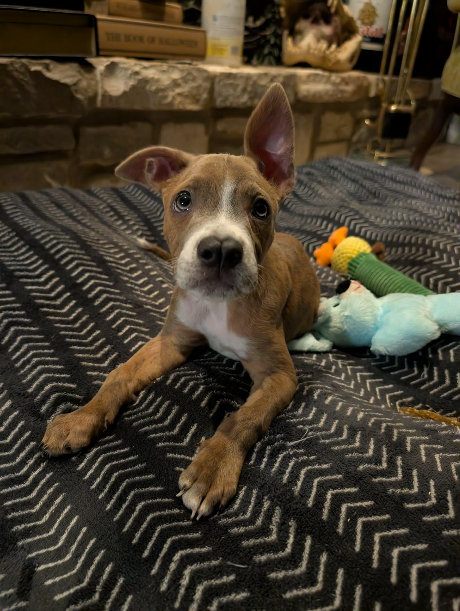 Enlarge Wiggles aka Ms Twerk, a Adoptable mixed breed in kirby, TX image 2/2