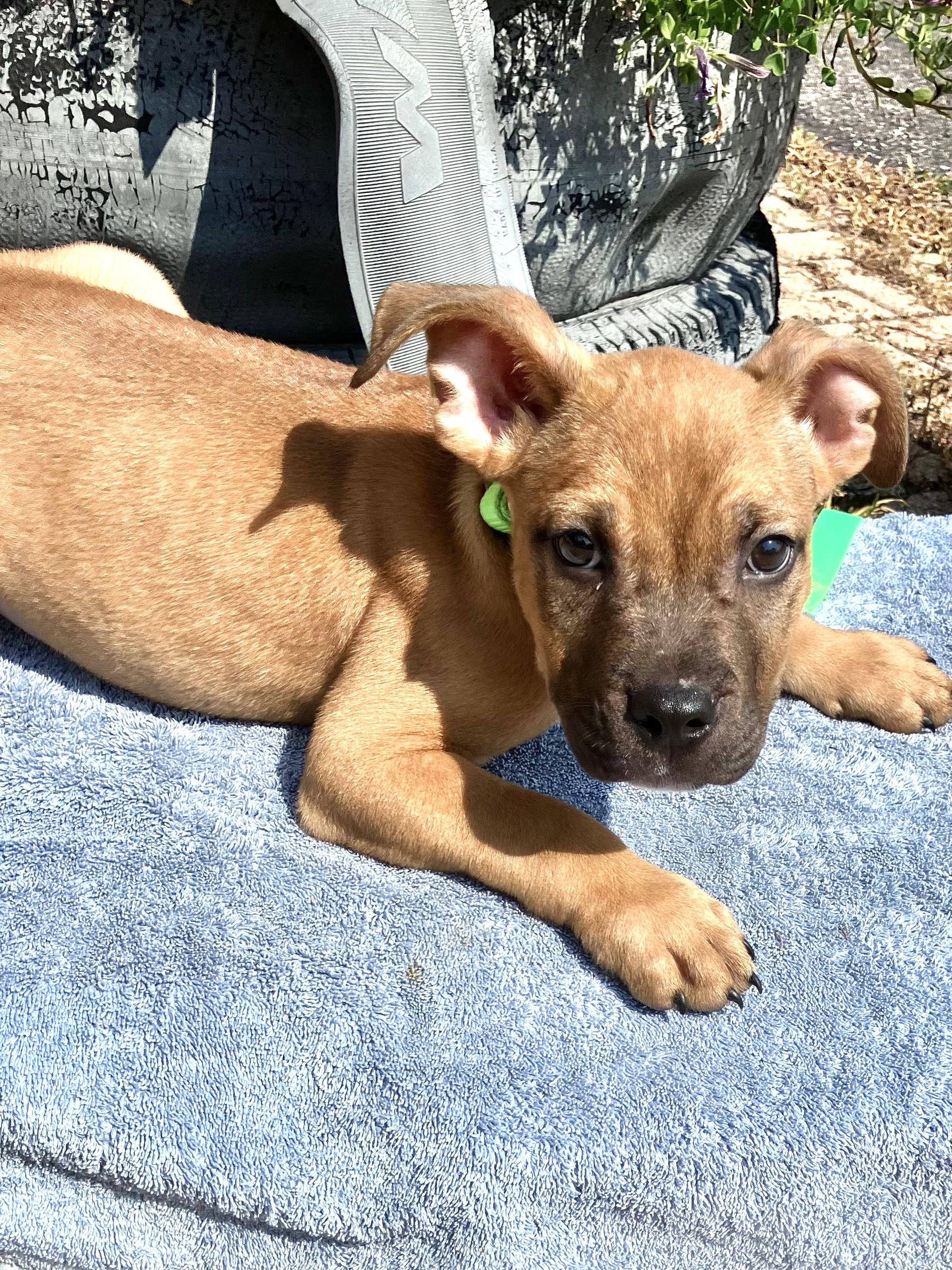 Hector photo 2