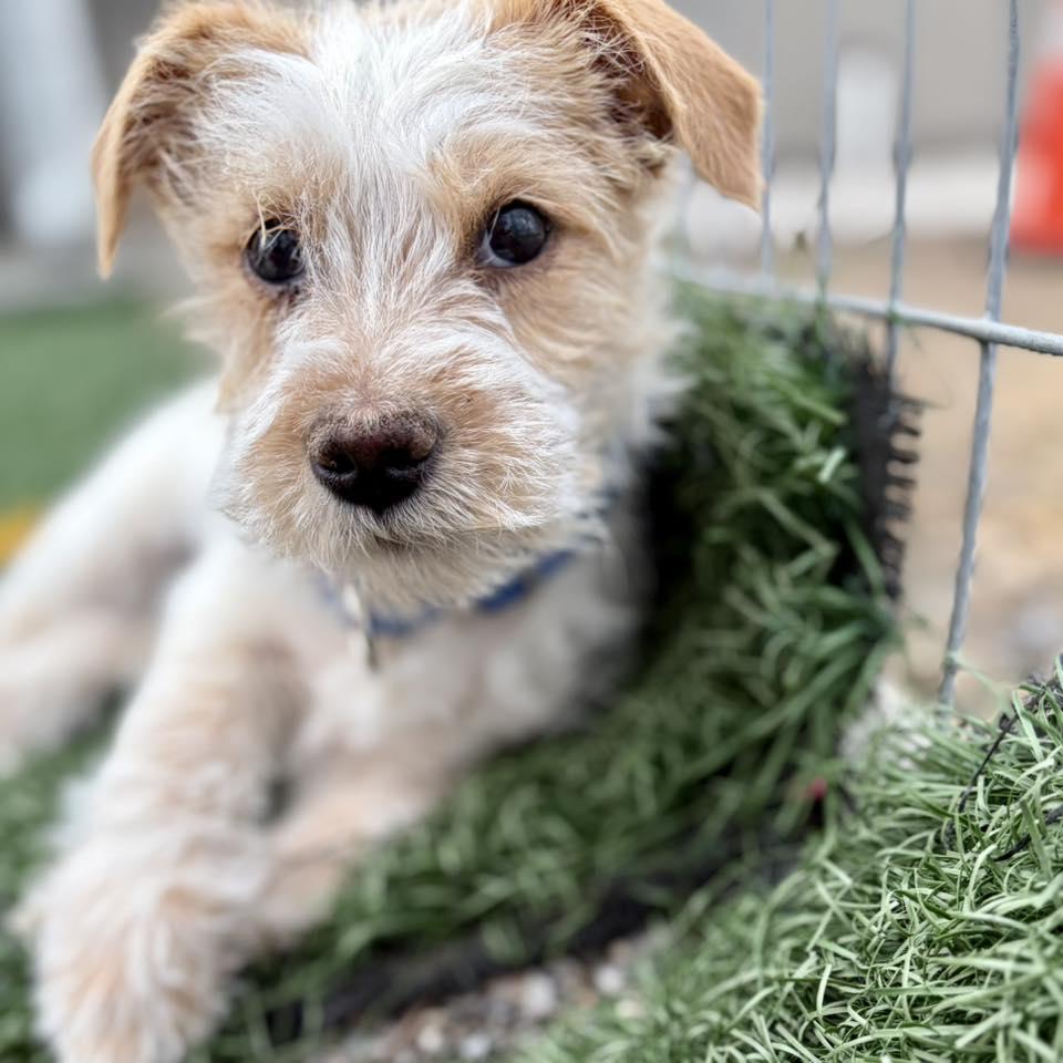 Leena, an adopted mixed breed in Whitehall, PA image 3/5