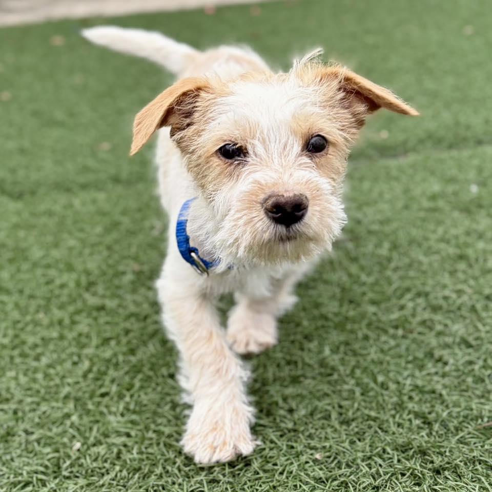 Leena, an adopted mixed breed in Whitehall, PA image 5/5