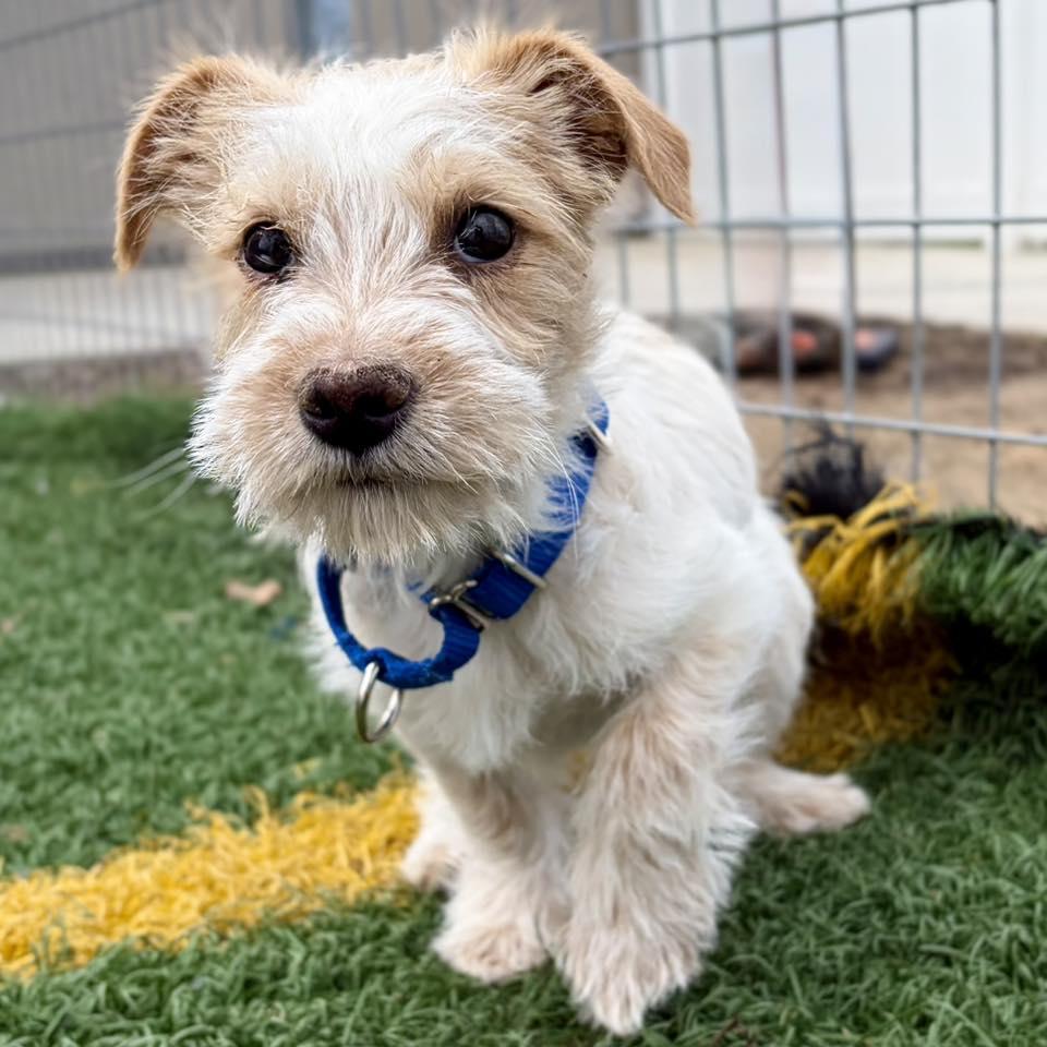 Leena, an adopted mixed breed in Whitehall, PA image 4/5