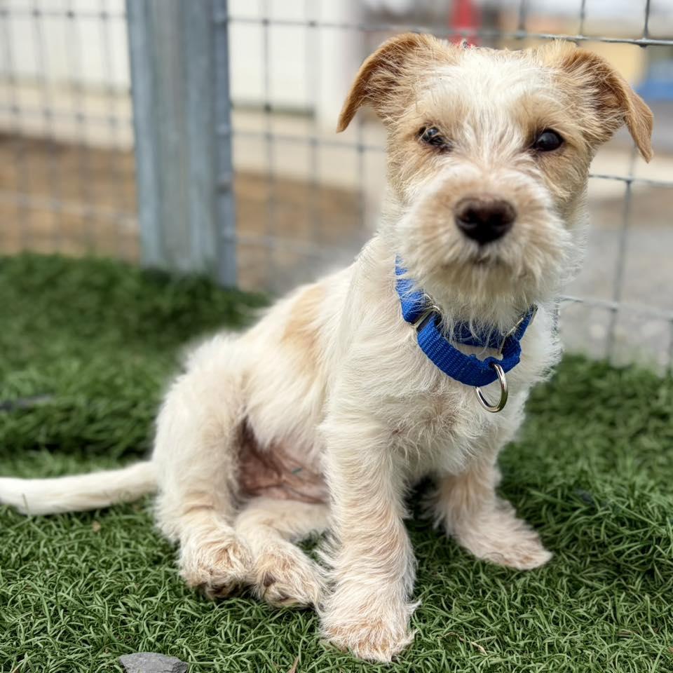 Leena, an adopted mixed breed in Whitehall, PA image 2/5