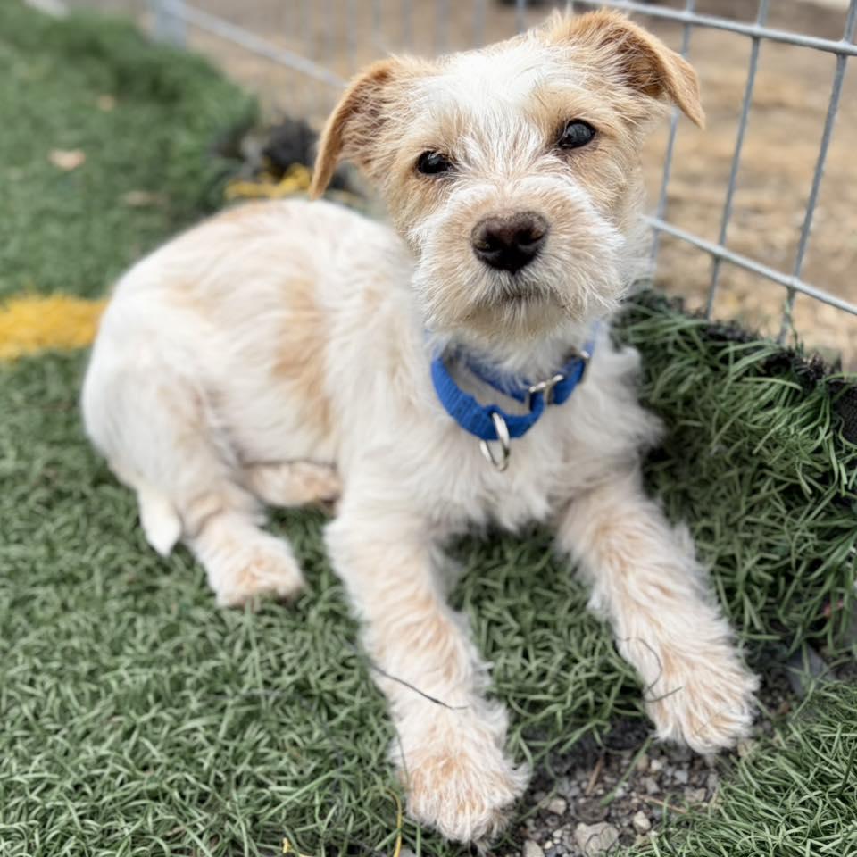 Leena, an adopted mixed breed in Whitehall, PA image 1/5