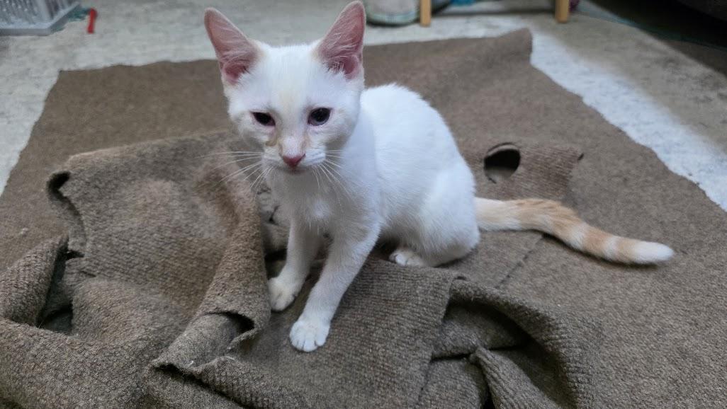Enlarge Maurice, a Adopted Domestic Short Hair in Rockville, MD image 2/3