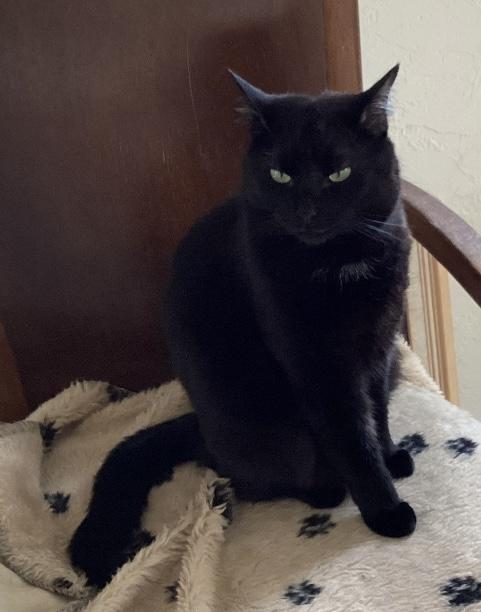 Mickie, a Adoptable Domestic Short Hair in CANONSBURG, PA image 1/6