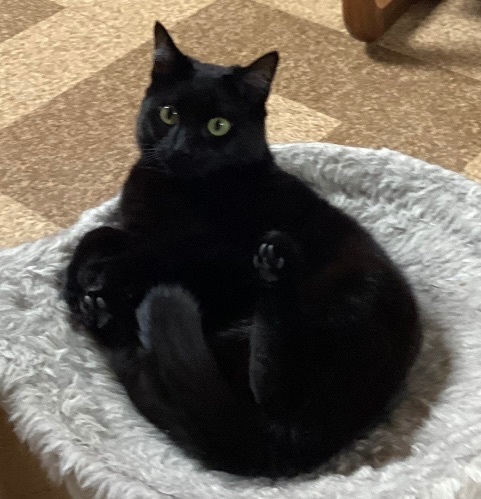 Mickie, a Adoptable Domestic Short Hair in CANONSBURG, PA image 2/6