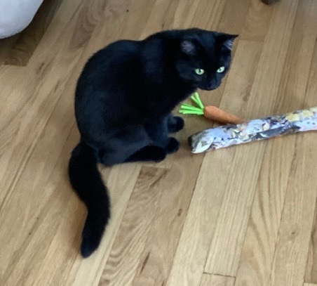 Mickie, a Adoptable Domestic Short Hair in CANONSBURG, PA image 4/6