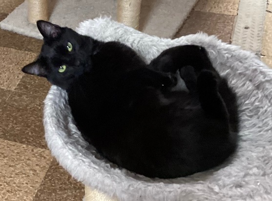 Mickie, a Adoptable Domestic Short Hair in CANONSBURG, PA image 5/6