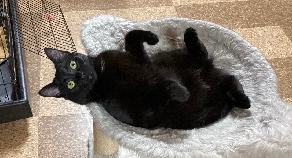 Mickie, a Adoptable Domestic Short Hair in CANONSBURG, PA image 6/6