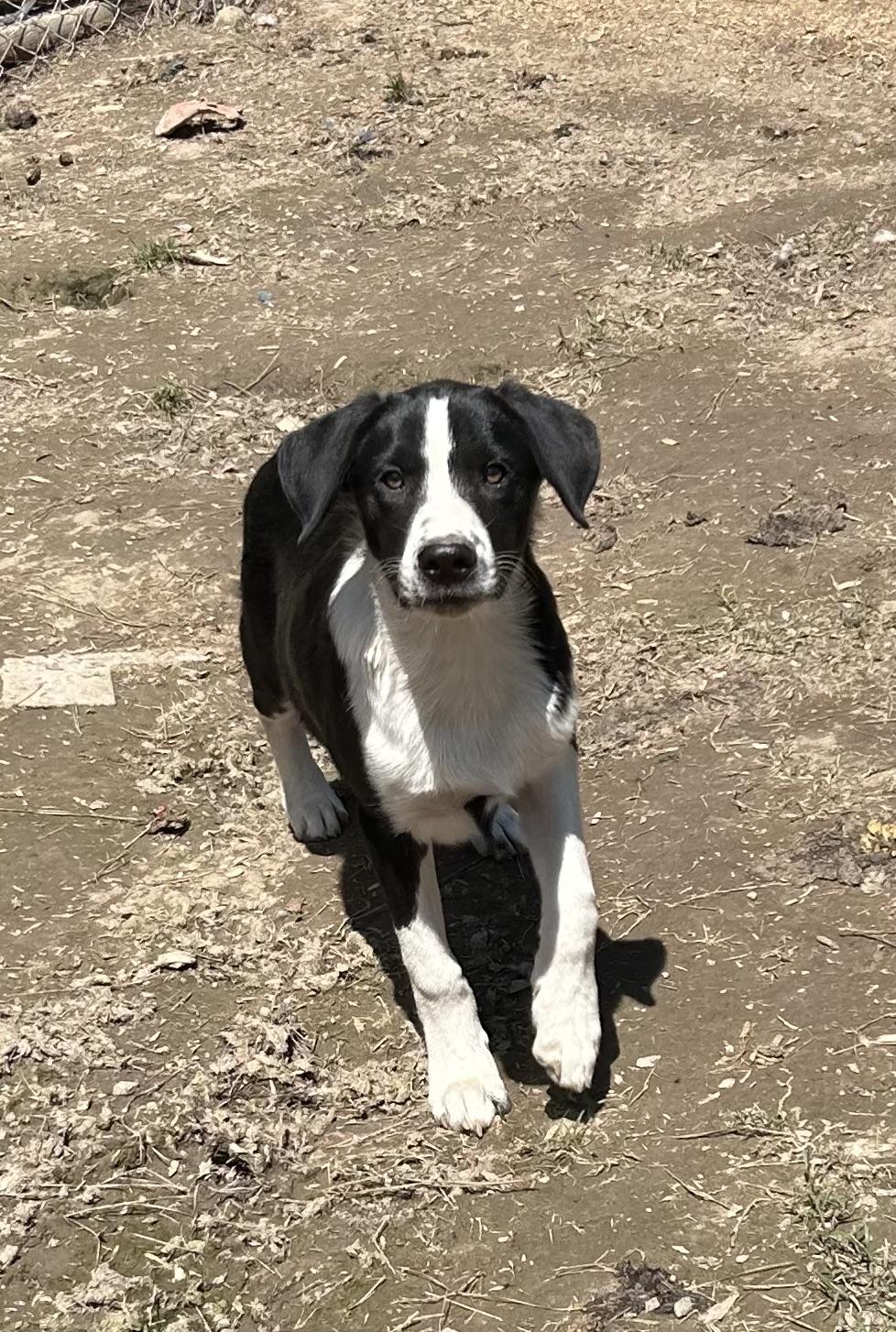 Skipper, an adoptable mixed breed in Pine Bluff, AR image 5/5