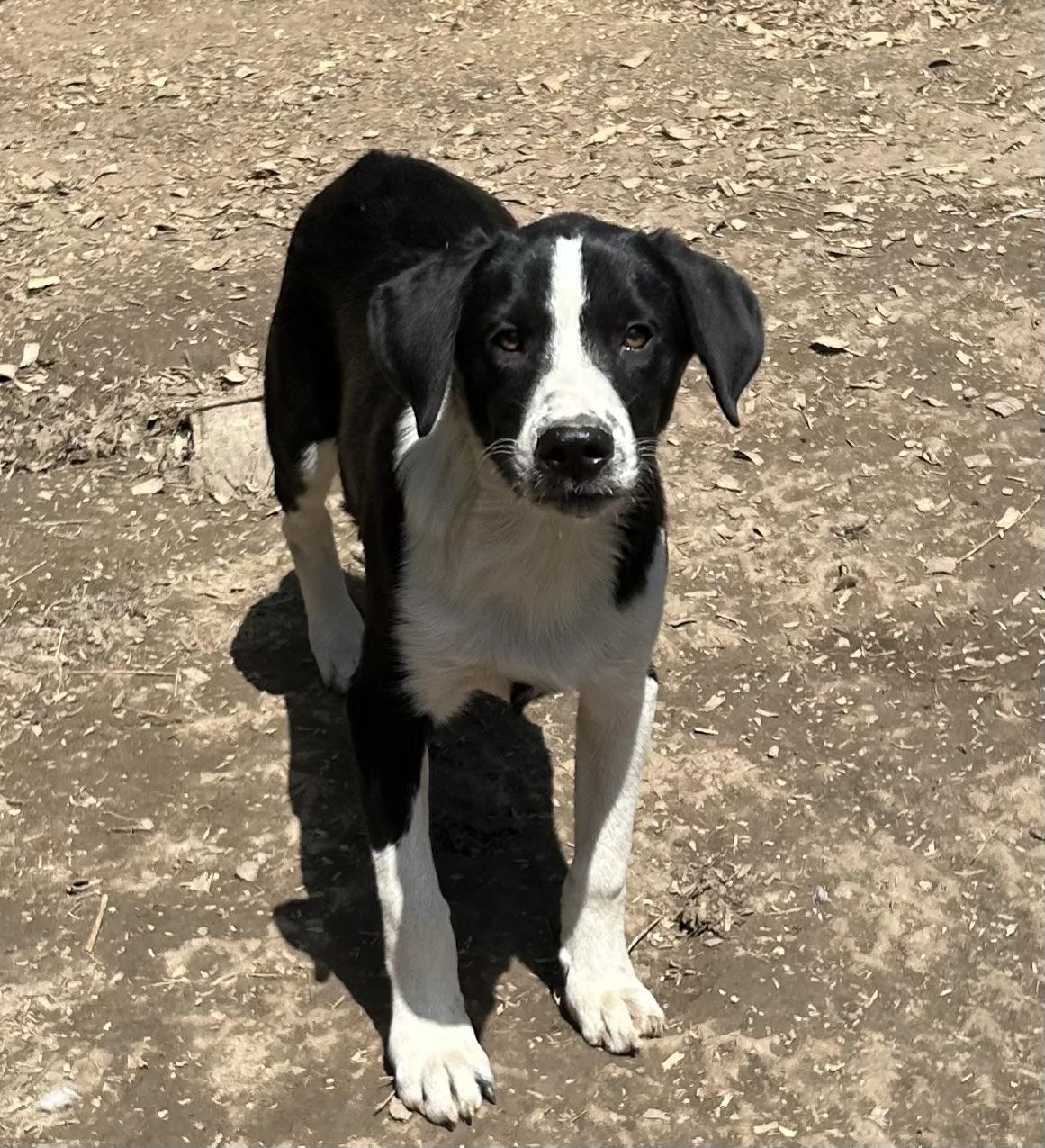Skipper, an adoptable mixed breed in Pine Bluff, AR image 4/5