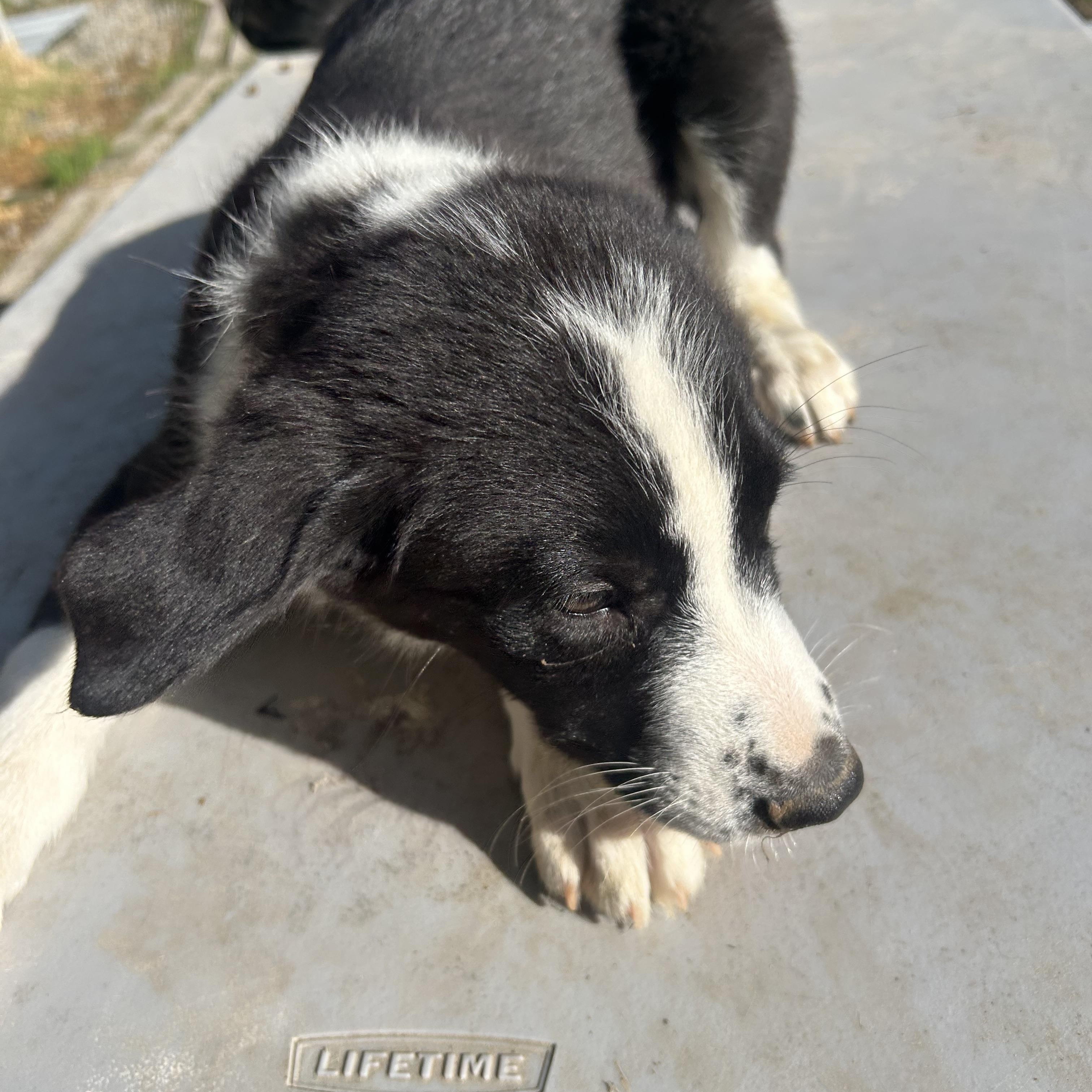 Skipper, an adoptable mixed breed in Pine Bluff, AR image 2/5