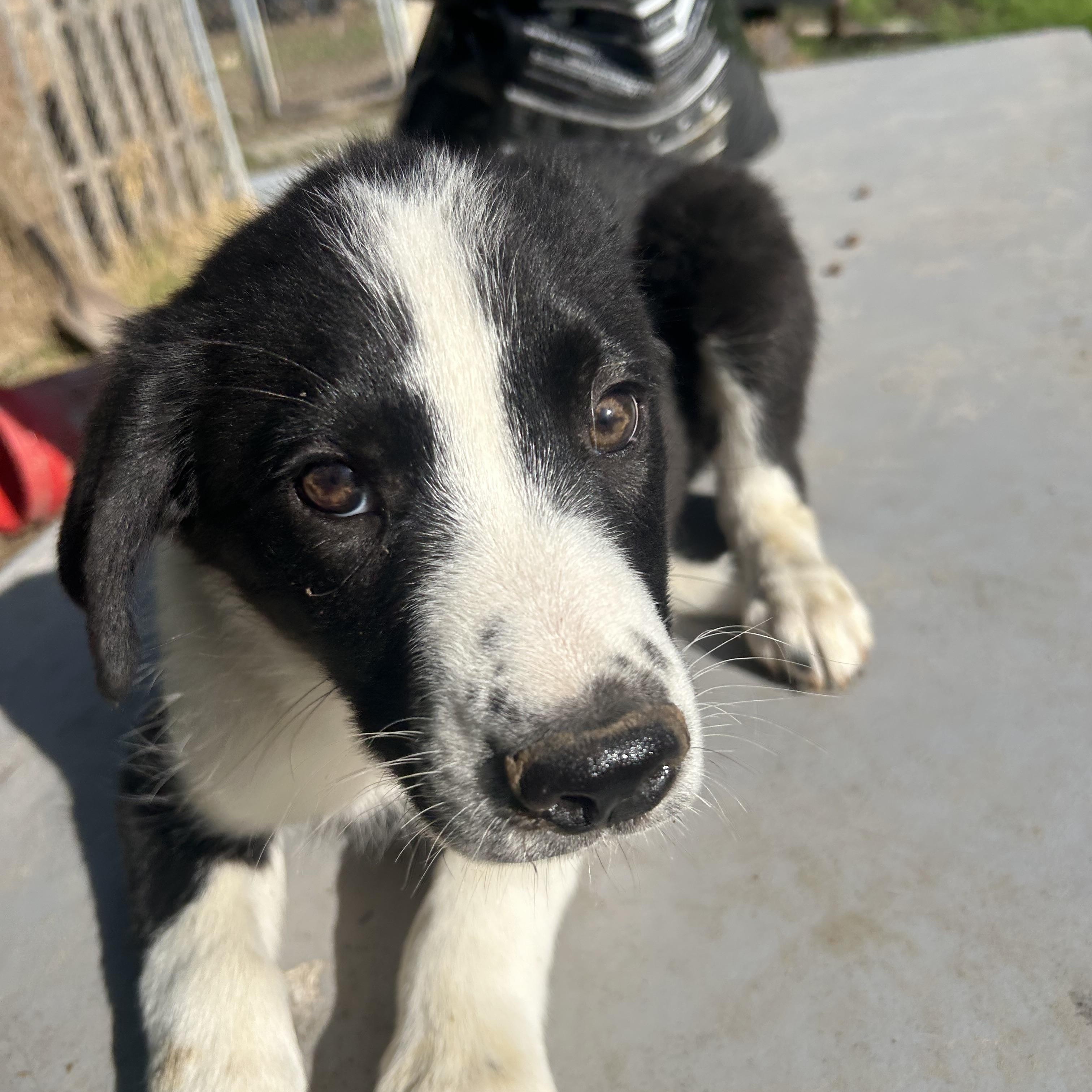 Skipper, an adoptable mixed breed in Pine Bluff, AR image 1/5