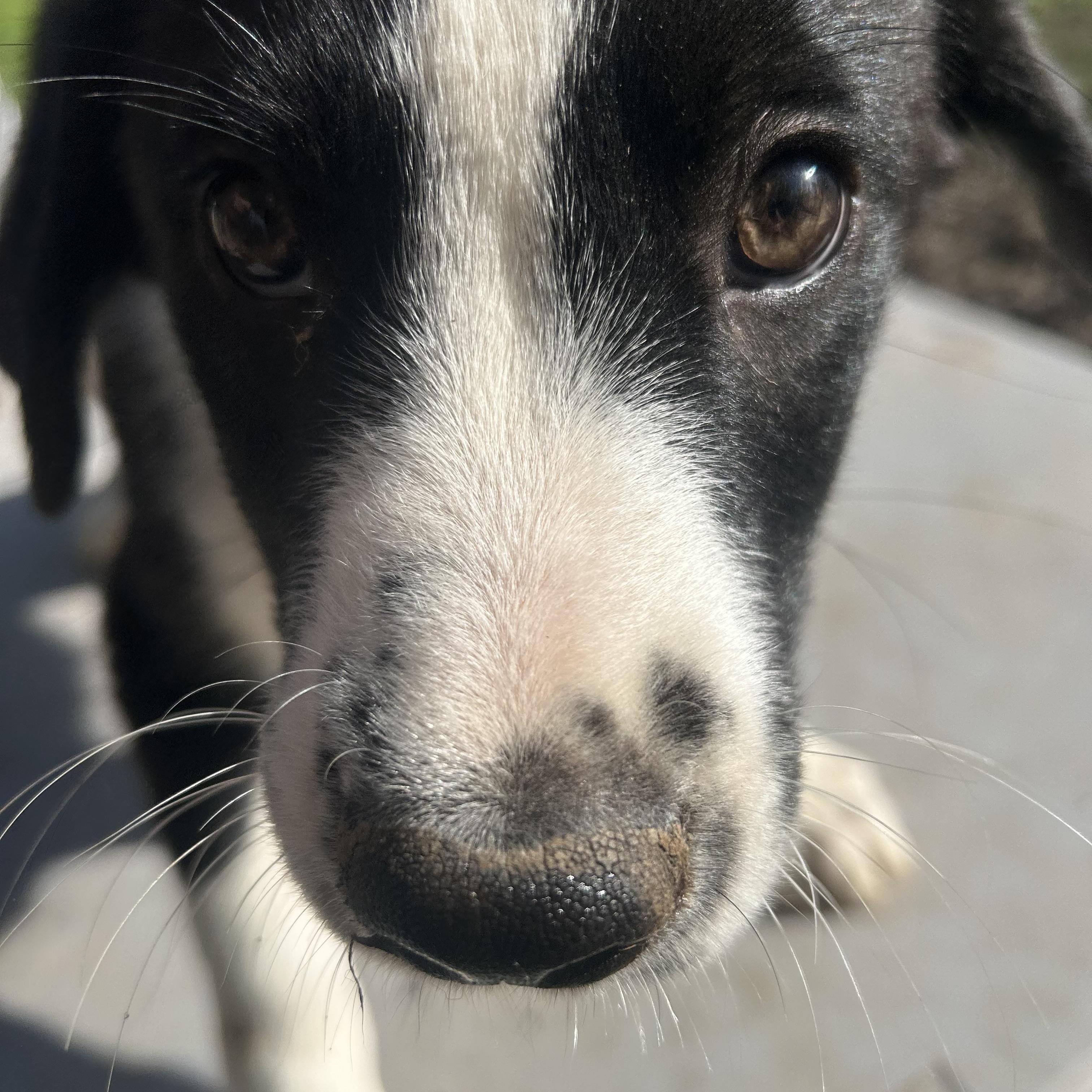 Skipper, an adoptable mixed breed in Pine Bluff, AR image 3/5