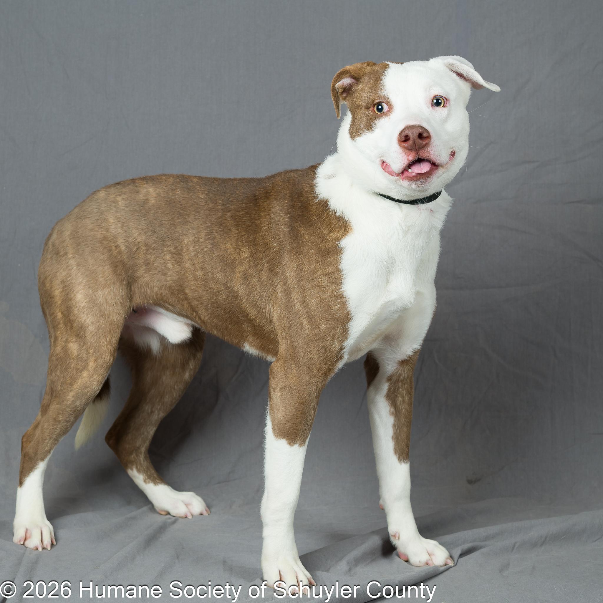 Sparky, a ADOPTABLE Mixed Breed in Montour Falls, NY image 3/3