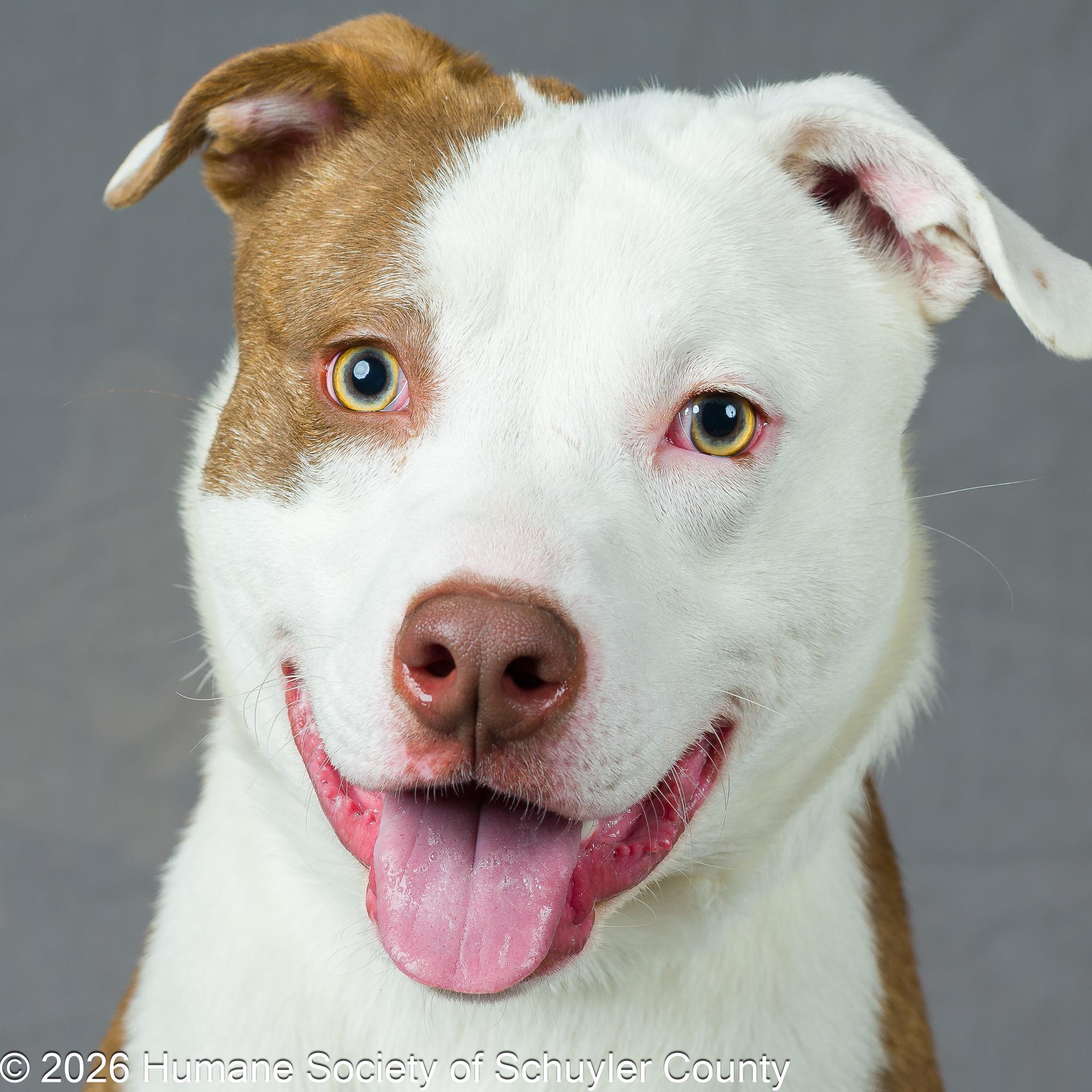 Sparky, a ADOPTABLE Mixed Breed in Montour Falls, NY image 1/3