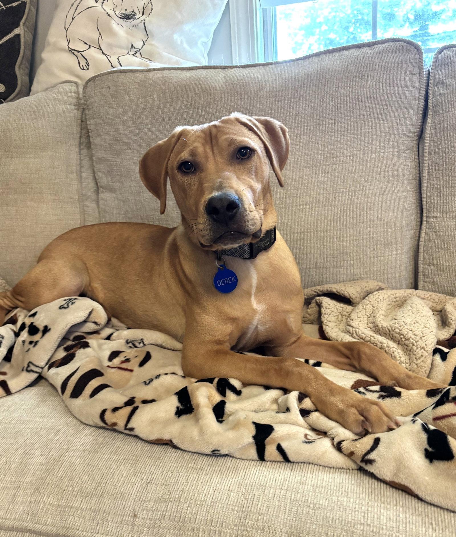 Enlarge DEREK, a Adoptable mixed breed in Hagerstown, MD image 1/3