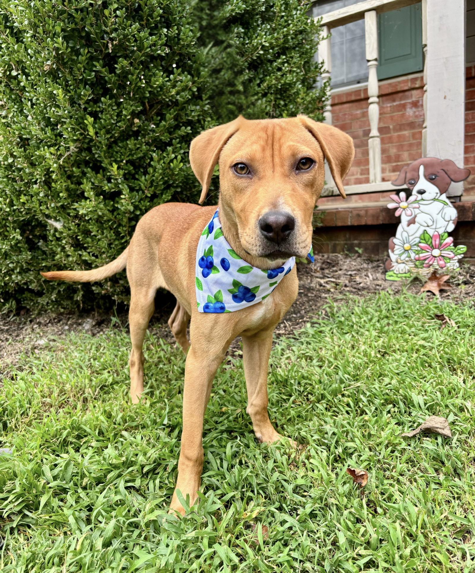 Enlarge DEREK, a Adoptable mixed breed in Hagerstown, MD image 2/3
