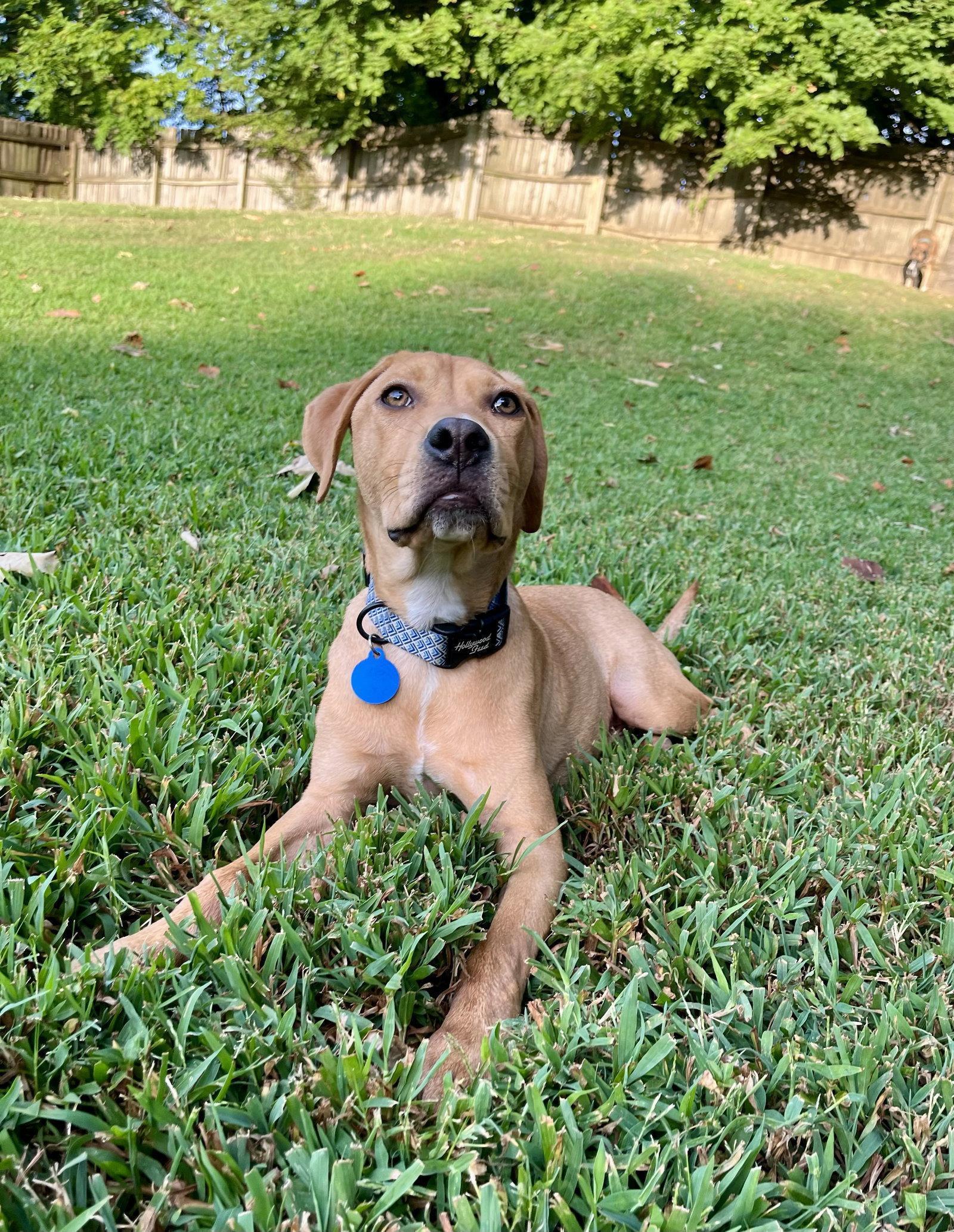 Enlarge DEREK, a Adoptable mixed breed in Hagerstown, MD image 3/3