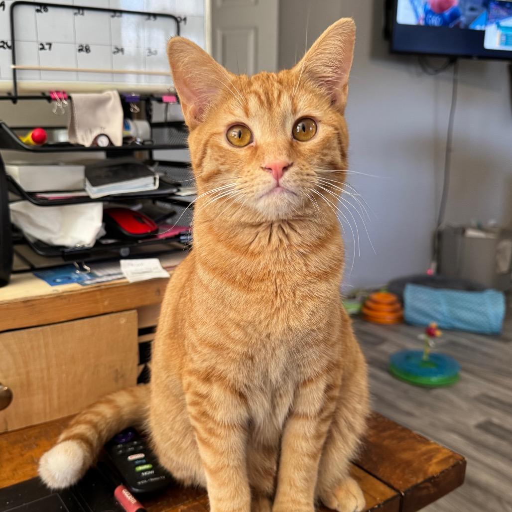Enlarge Doc Holliday, a Adoptable Domestic Short Hair in Chapel Hill, NC image 1/6