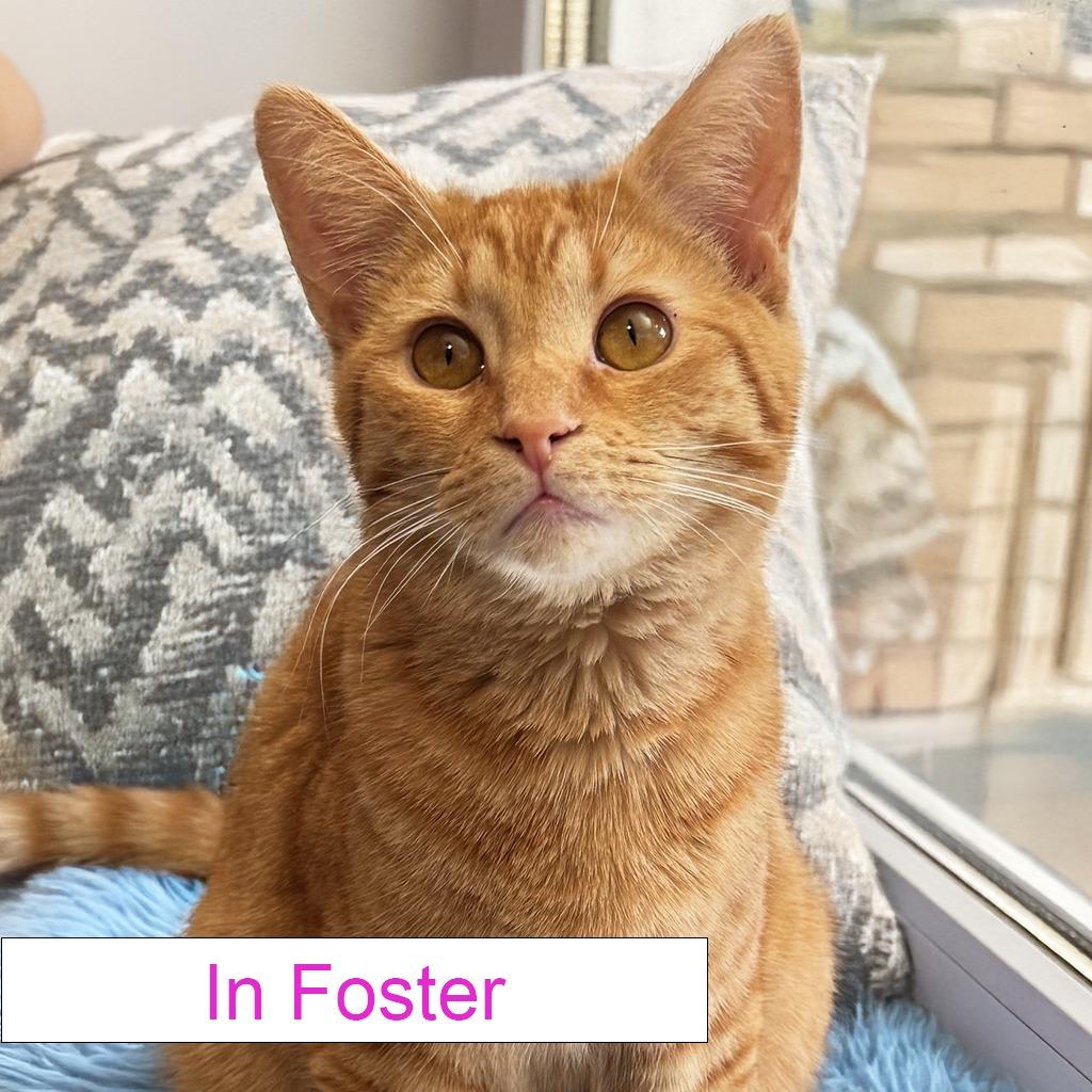 Enlarge Doc Holliday, a Adoptable Domestic Short Hair in Chapel Hill, NC image 2/6