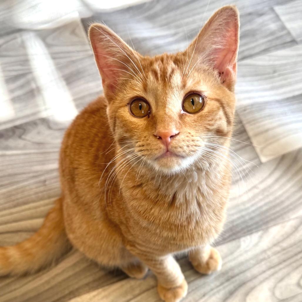 Doc Holliday, Adoptable, Young Male Domestic Short Hair.