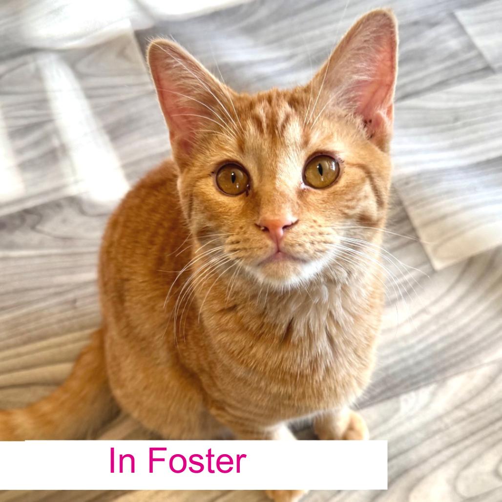 Enlarge Doc Holliday, a Adoptable Domestic Short Hair in Chapel Hill, NC image 2/5