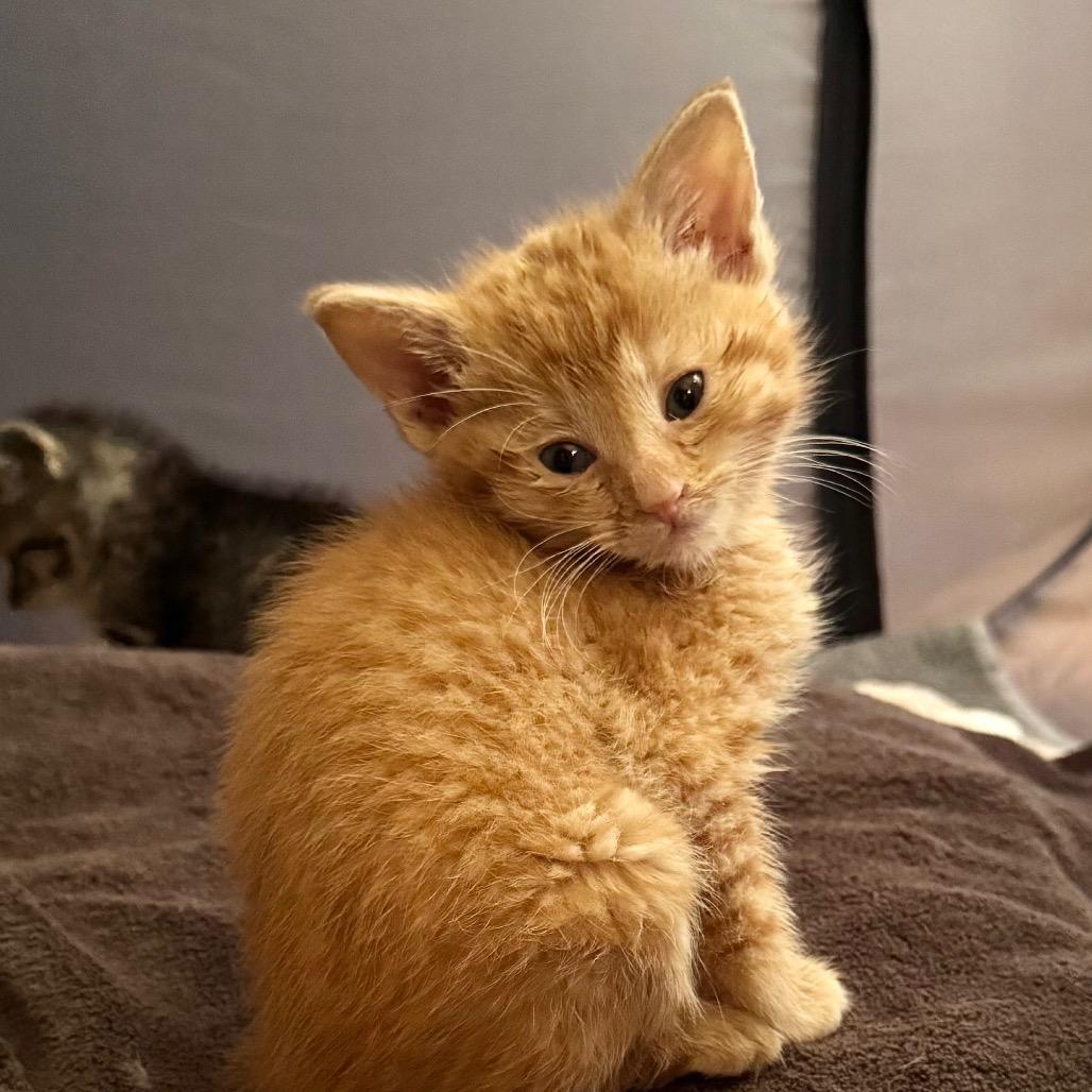 Enlarge Doc Holliday, a Adoptable Domestic Short Hair in Chapel Hill, NC image 3/5
