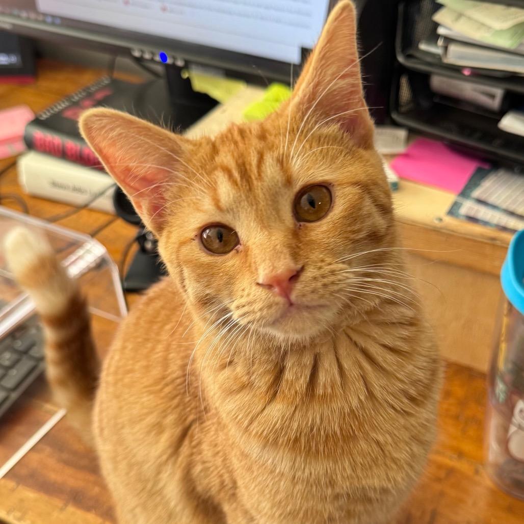 Enlarge Doc Holliday, a Adoptable Domestic Short Hair in Chapel Hill, NC image 4/5