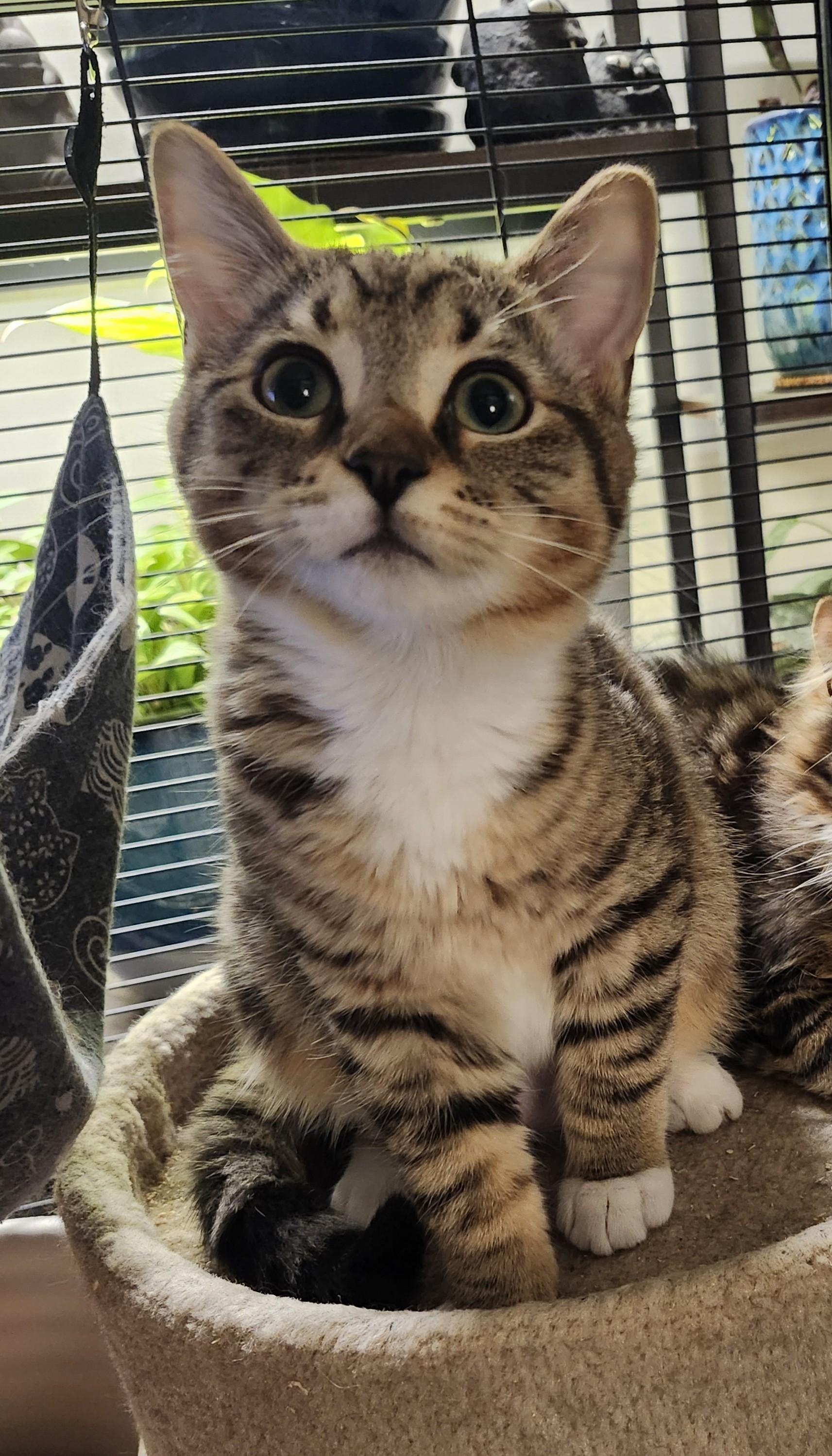 Lucy, adopted, Kitten Female Domestic Short Hair & Tabby.