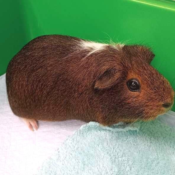 Enlarge Persimmon, a ADOPTABLE Short-Haired in Las Vegas, NV image 1/1