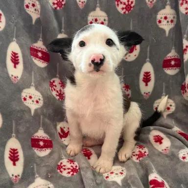 Rowan, Adoptable, Puppy Male Terrier & Chihuahua.