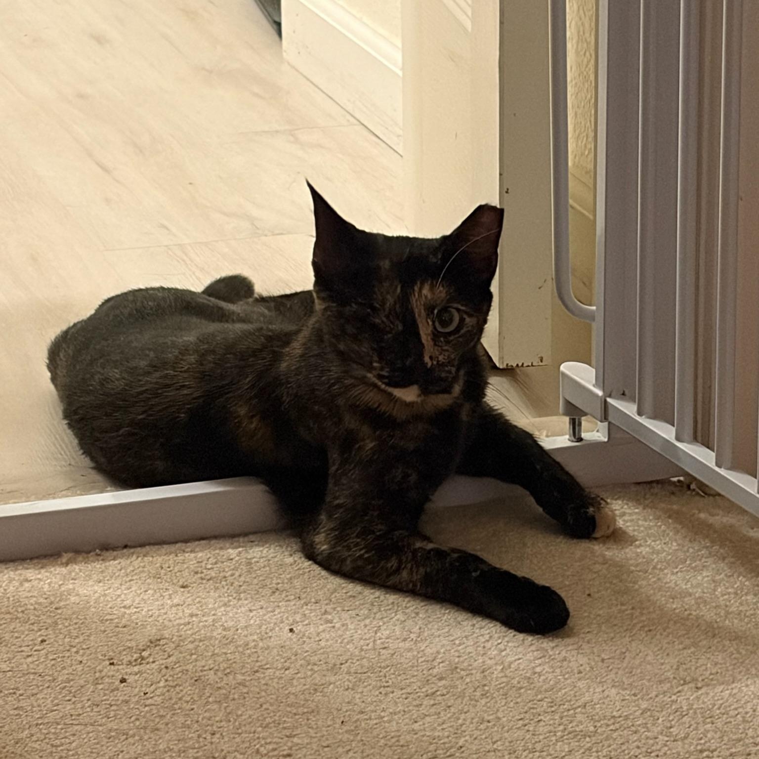 Enlarge Evie, a Adoptable Tortoiseshell in San Francisco, CA image 4/4