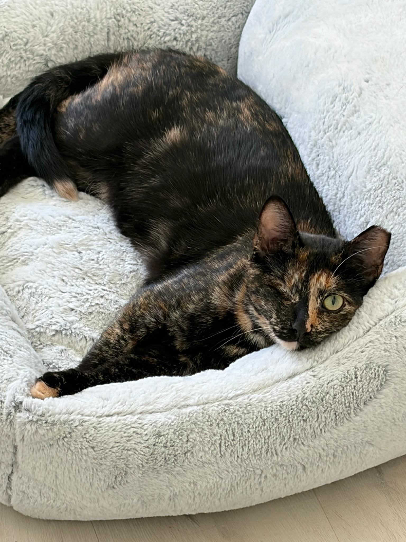 Enlarge Evie, a Adoptable Tortoiseshell in San Francisco, CA image 3/4
