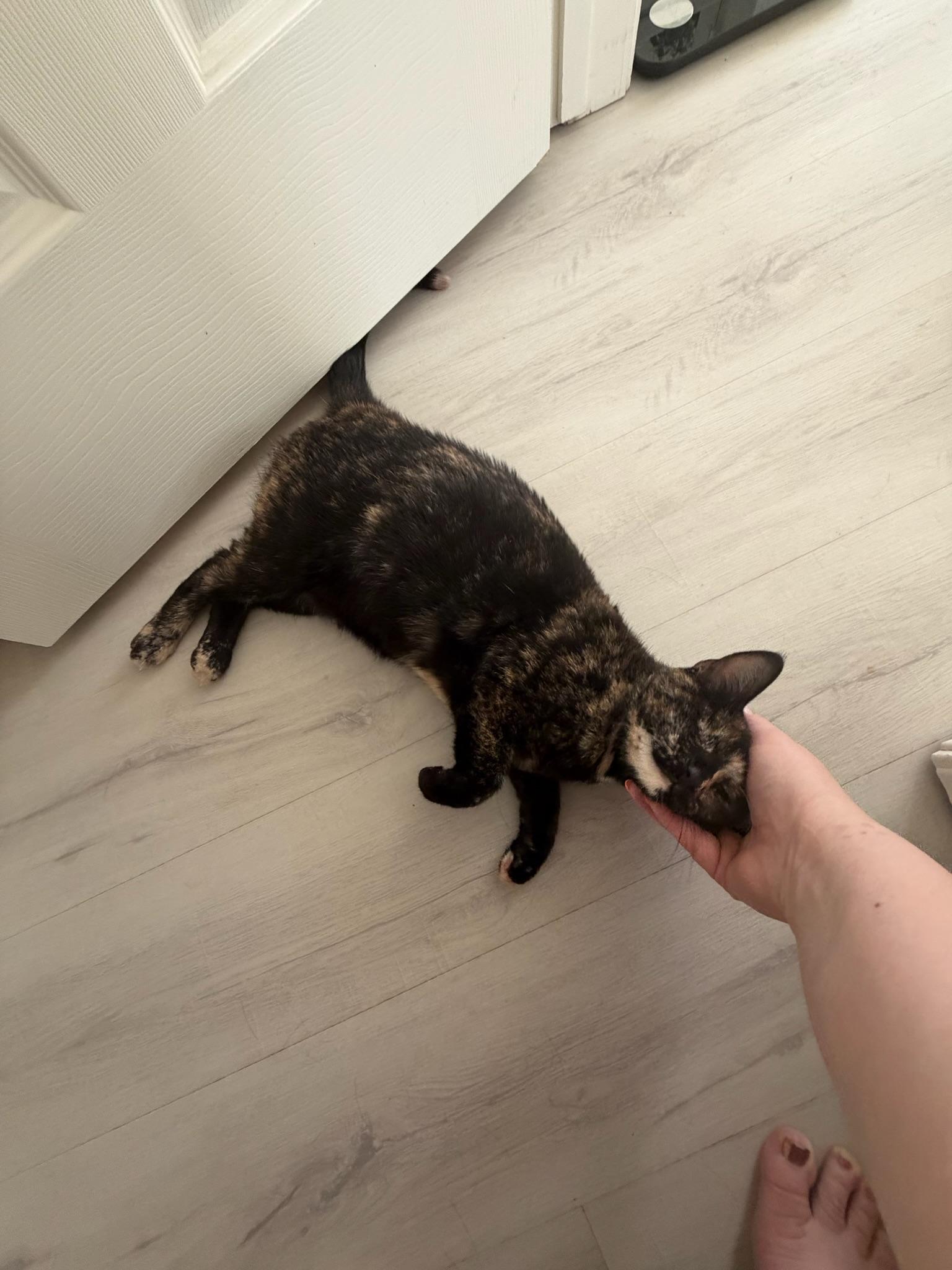 Enlarge Evie, a Adoptable Tortoiseshell in San Francisco, CA image 2/4