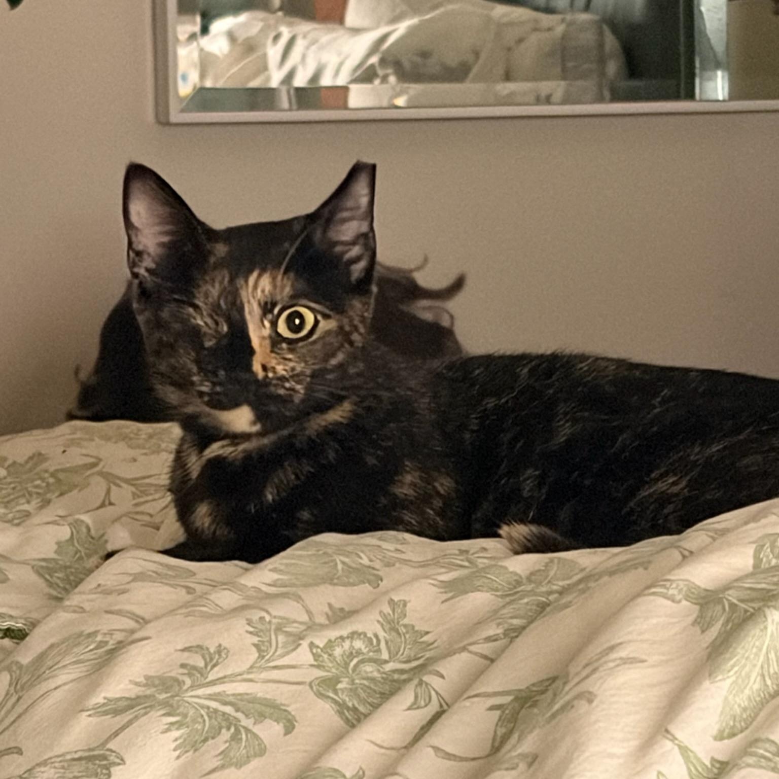 Enlarge Evie, a Adoptable Tortoiseshell in San Francisco, CA image 1/4
